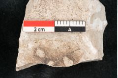 Foto (Detailansicht) von Sclerotium acericolum Heer (NHMW-GEO-2024-0188-6708)
